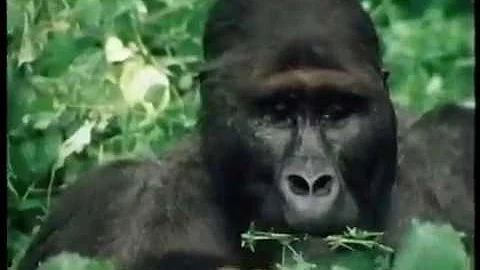 CH5 Call of the Wild - Gorilla (narrated by Andrew...