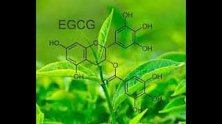 Show and Tell-Green Tea for Weight Loss?