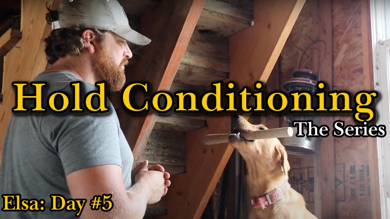 Hold Conditioning Elsa: Day #5
