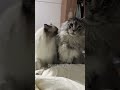 Cats will be cats #shorts #short #funny #cat #catvideos #funnycatsvideos #cute #pets #коты #котики