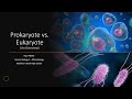 Prokaryotes vs Eukaryotes Overview Quiz