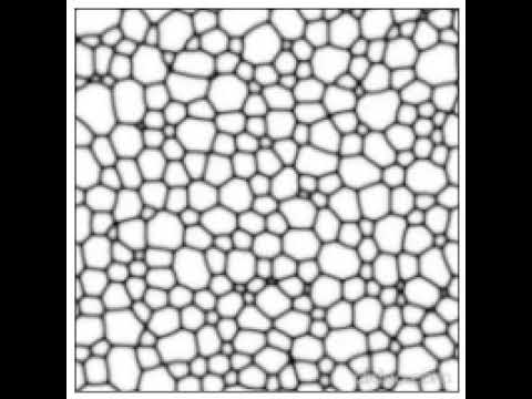Phase field simulation of grain growth