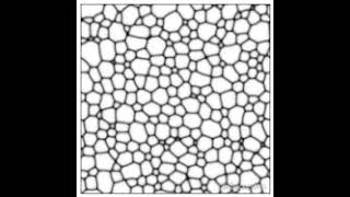 Phase field simulation of grain growth