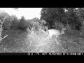 Michigan Trail Cameras: September 25, 2022 - October 14, 2022 (Camera 4)