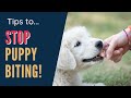 How To Stop Puppy From Biting Me - Curb This Behavior