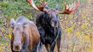 Huge Bull Moose Courting Cow During the Rut