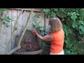 Pruning and Care of a Climbing Hydrangea