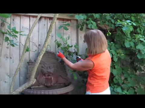 Pruning and Care of a Climbing Hydrangea