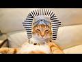 Funniest Cats Who Looked At The Laws Of Physics And Said Absolutely Not — 2026
