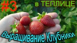 Выращивание клубники в теплице #3(Выращивание клубники в теплице для тех- кто только пробует себя в огородничестве. Данное видео не преследуе..., 2012-12-16T12:47:12.000Z)