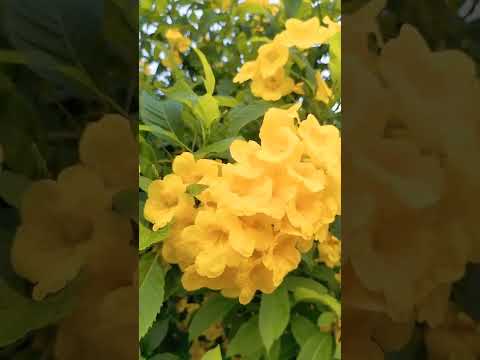 Video Cây chuông vàng hoàng yến (Tabebuia argentea) - youtube