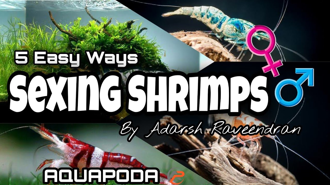 Best 5 ways To Identify Male or Female Shrimps YouTube