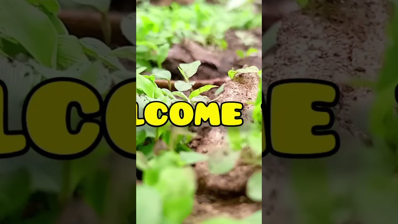 Vlog short video 📷📸📷 