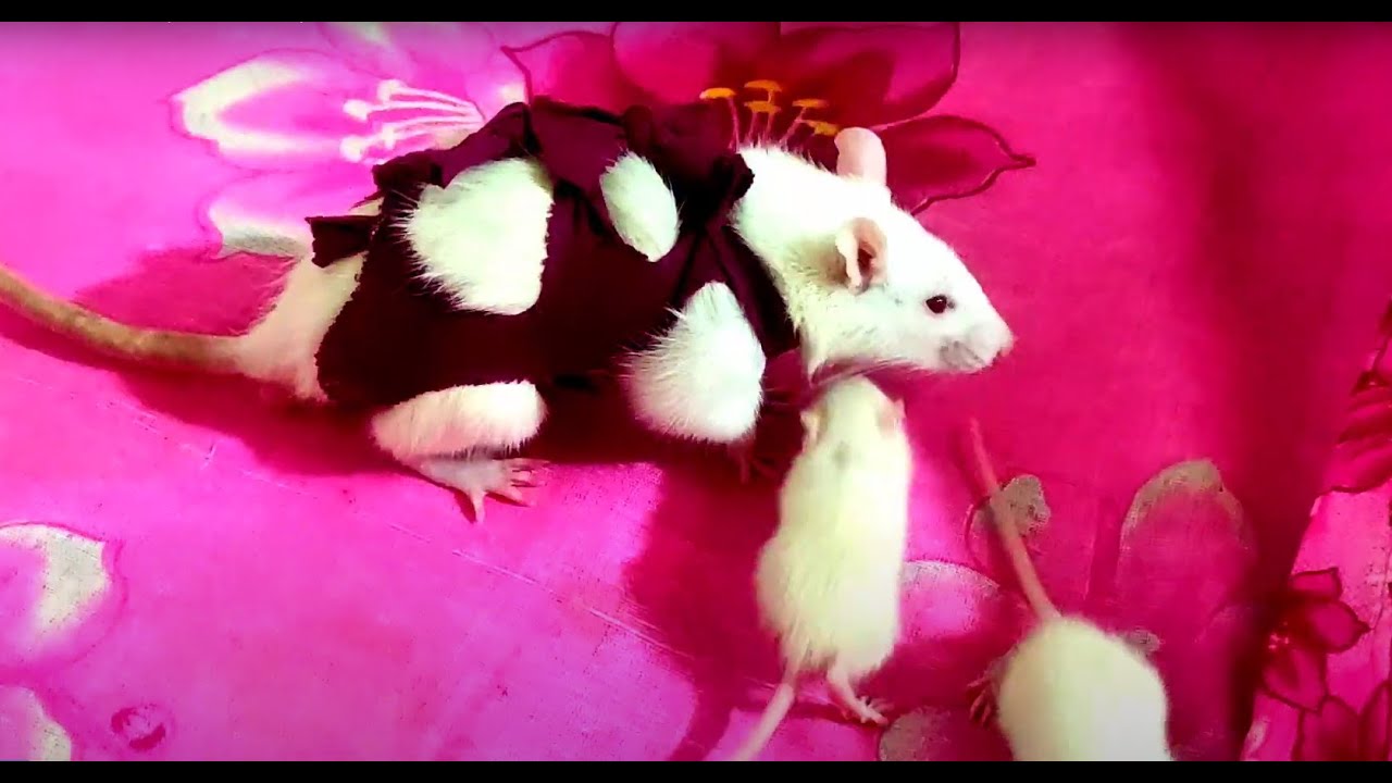 Rat Home Made Diaper (White Rat BD) YouTube