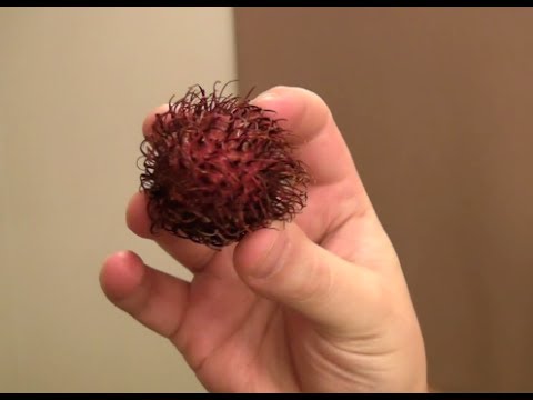 Como comer um Rambutan