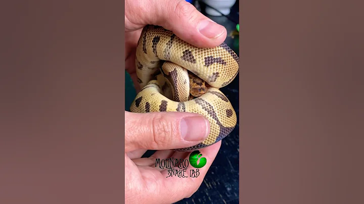 We said goodbye to 2 more! #molinarosnakelab #python #reptile #science #petsnake #ballpython #shorts