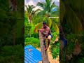 tree cutting moments #subscribevideo #treecutting #shortvideo #viralshort