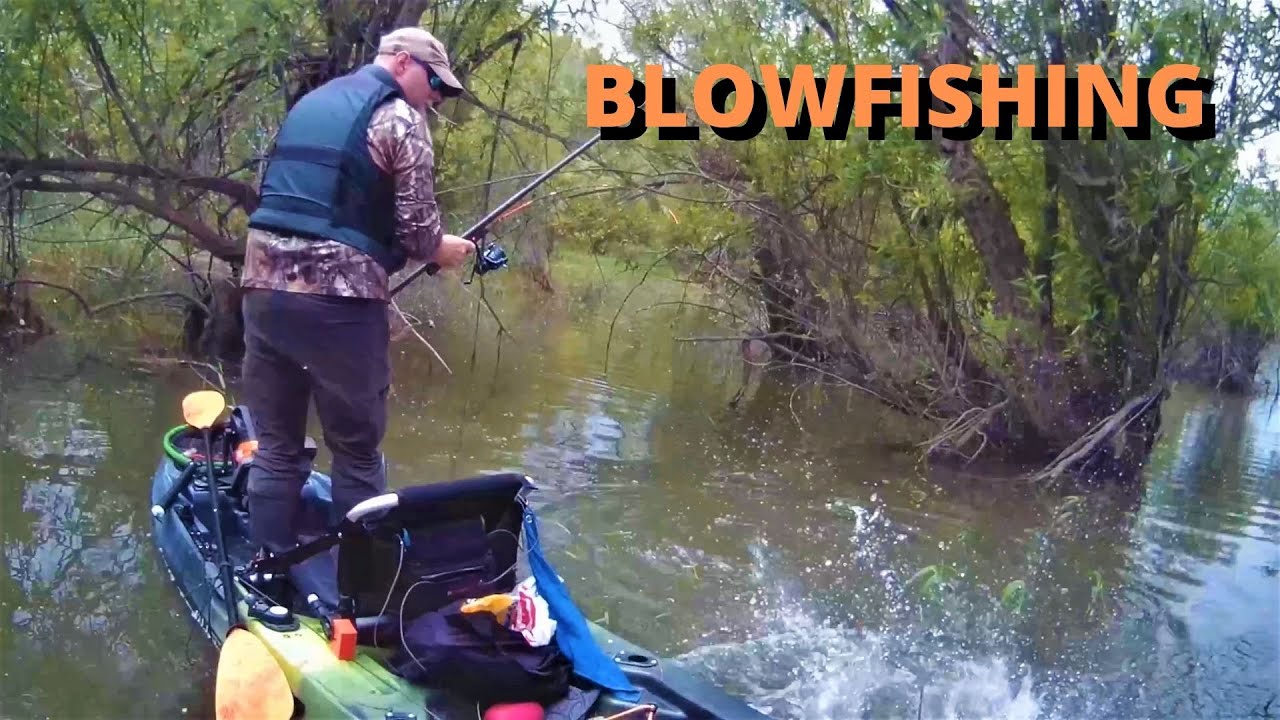 Blowgun fishing for carp. Blowfishing. YouTube