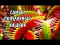 МУХОЛОВКА. ТОНКОСТИ СОДЕРЖАНИЯ. Dionaea muscipula