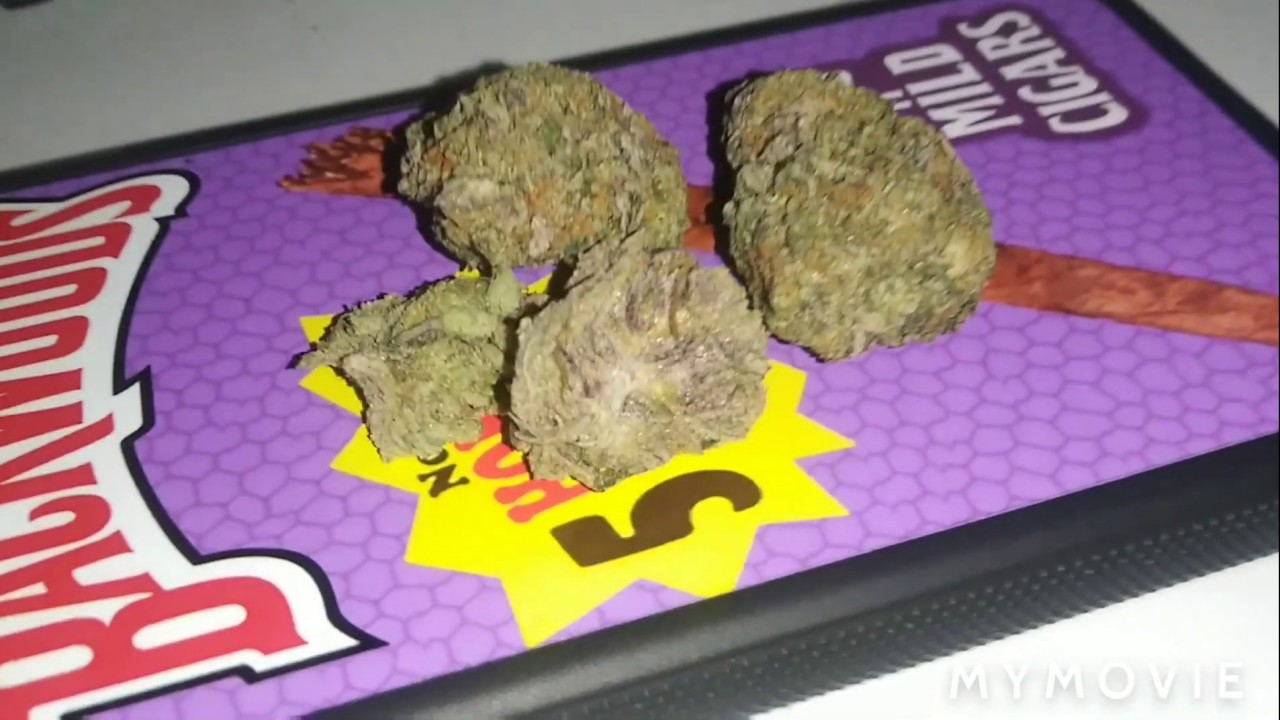 SUNSET SHERBET FLOWER REVIEW!!