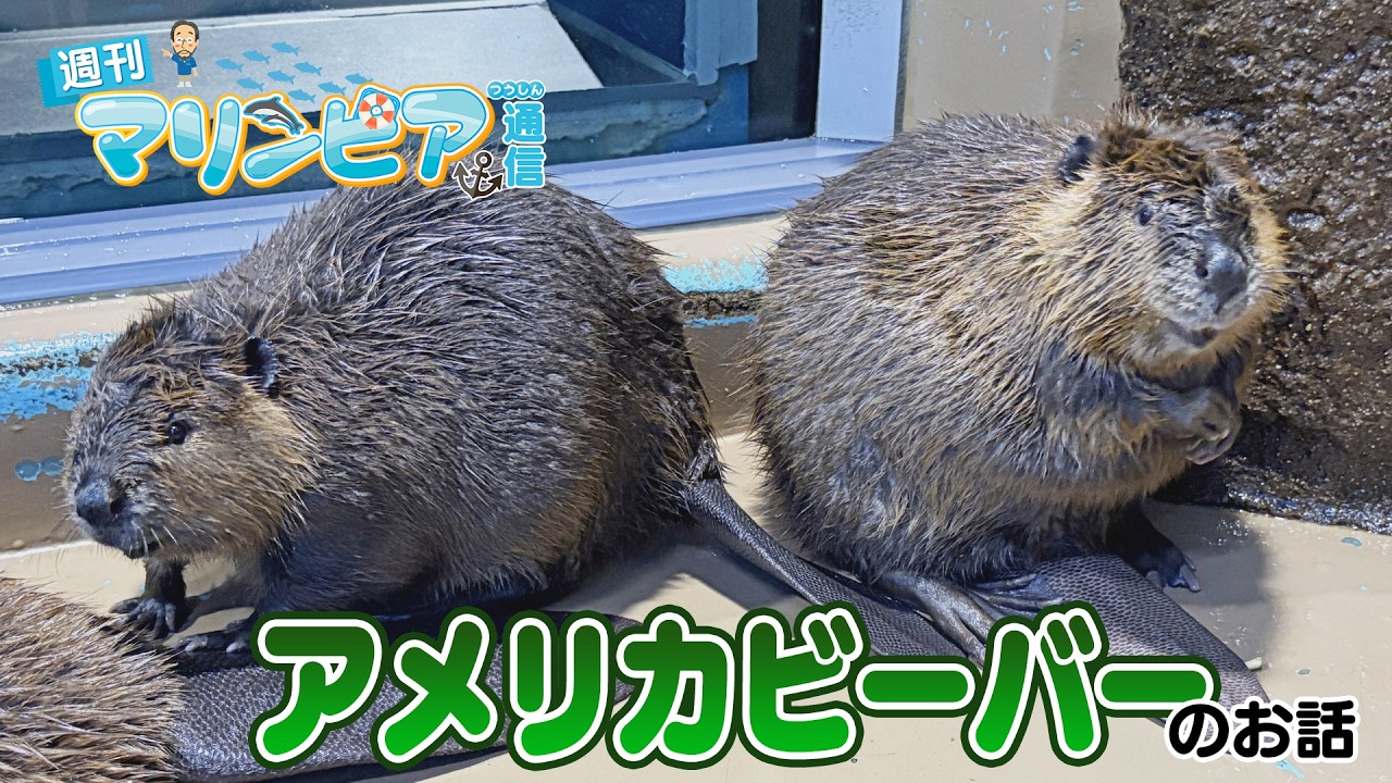 週刊マリンピア通信　＃202 アメリカビーバー