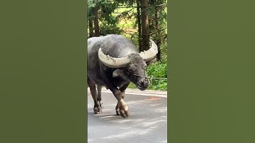 trâu cà cổ cong, sừng dài