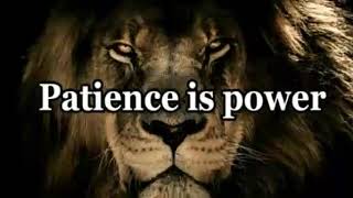 Lioness quote