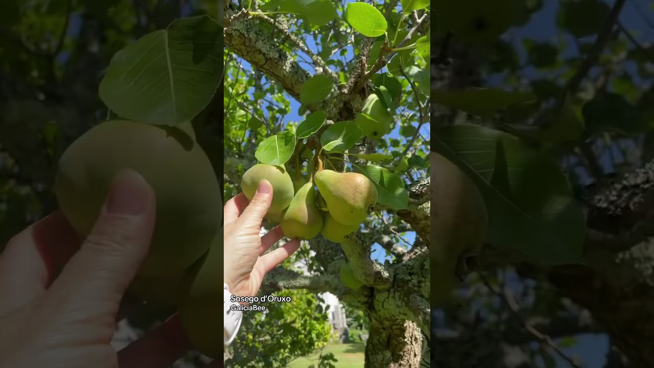 Galician business and home for sale, check it out! 🏠😍 