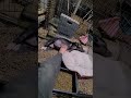 俺はヒヨコを飼っている