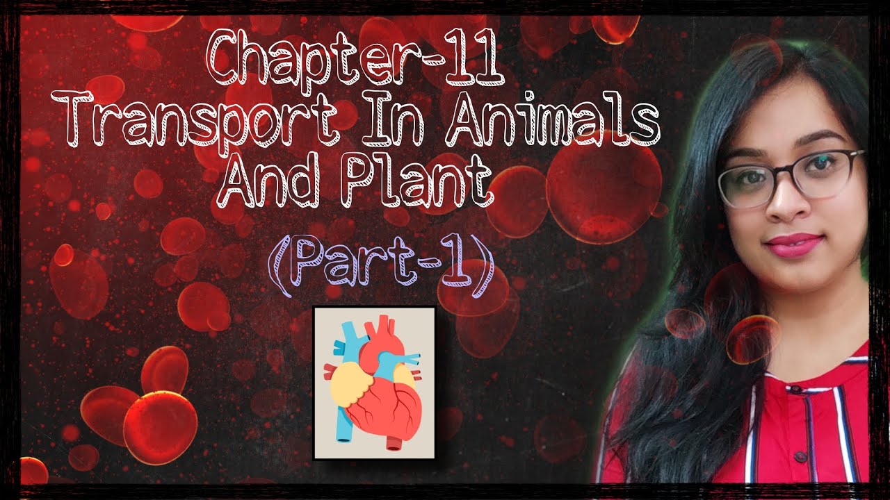 Transport In Animals And Plants || Class 7|| CBSE|| NCERT||