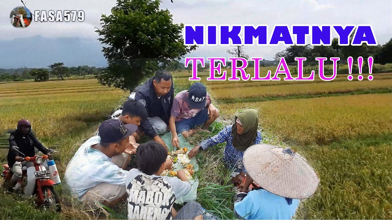 Nikmatnya Keterlaluan, Makan di Sawah saat Musim Panen Padi 