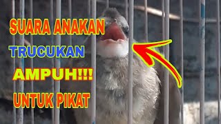 SUARA ANAKAN TRUCUKAN AMPUH UNTUK PIKAT