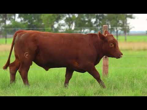RAN LOTE 29   TAT 435 M Angus