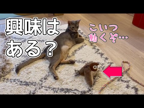 最高の猫パンチをおもちゃにかますうちの猫さん♡