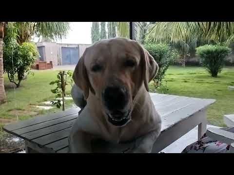 Meri Video mat banao#labrador#trending#lablove#love