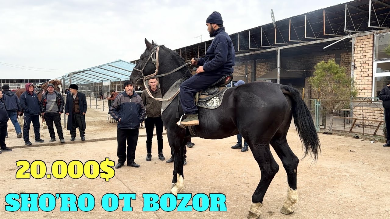 SHO’RO OT BOZOR 20.000$ ULOG’I BOT OT VA ABAKAN BIYALA KELDI BARAKA NARXLAR OT GO’SHTI 83.000 SO’M.