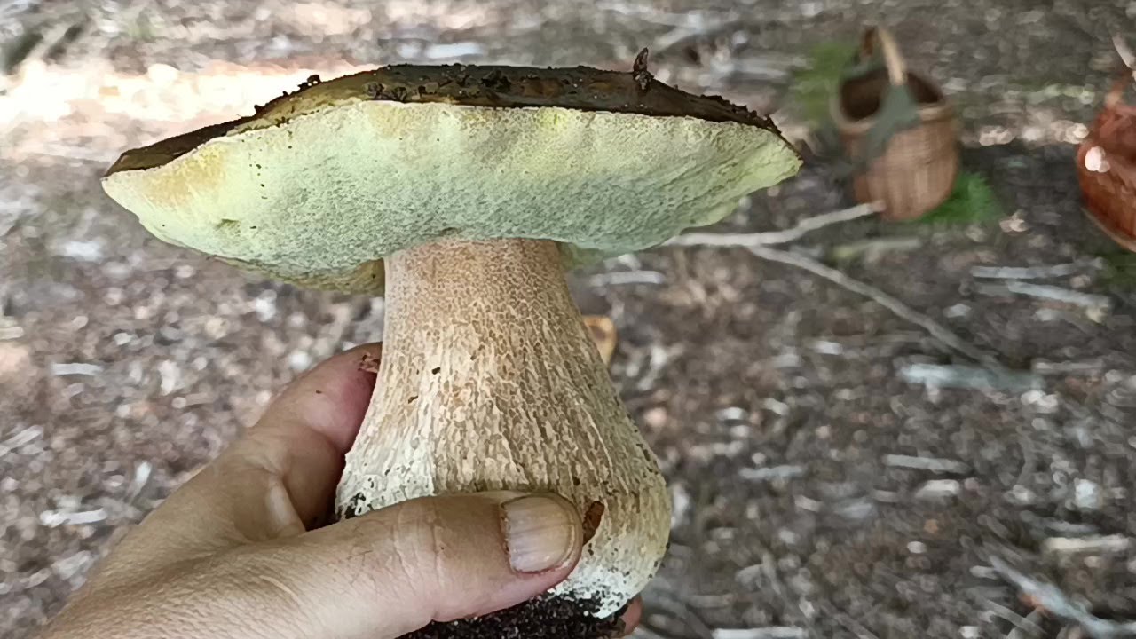 Idą upały - my w lesie!!!