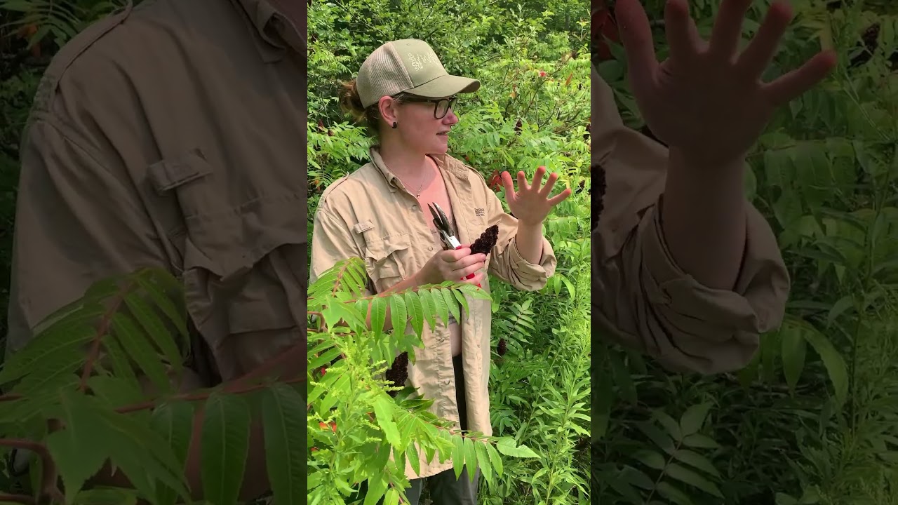 Foraging Staghorn Sumac ~ Part 2 of 3 ~ Sustainability & Ecology