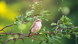 Forest Birdsong Nature Sounds-Relaxing Bird Sounds for Sleeping-Calming Birds Chirping Ambience screenshot 4