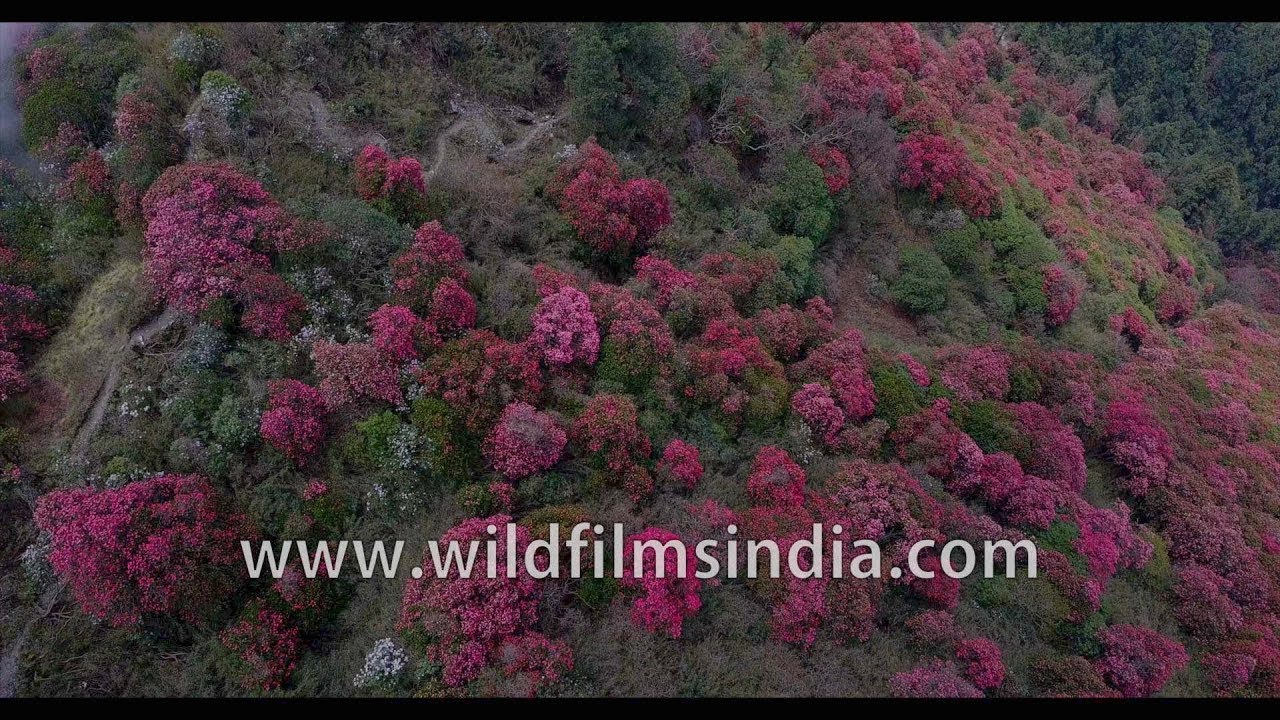 Most beautiful Himalayan flower vista you ever saw Rhododendrons as