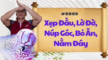 #0009 - Cá La Hán Bị  Xẹp Đầu, Núp Góc, Nằm Đáy, Bỏ Ăn, Lờ Đờ | Phong Thủy Cá Cảnh
