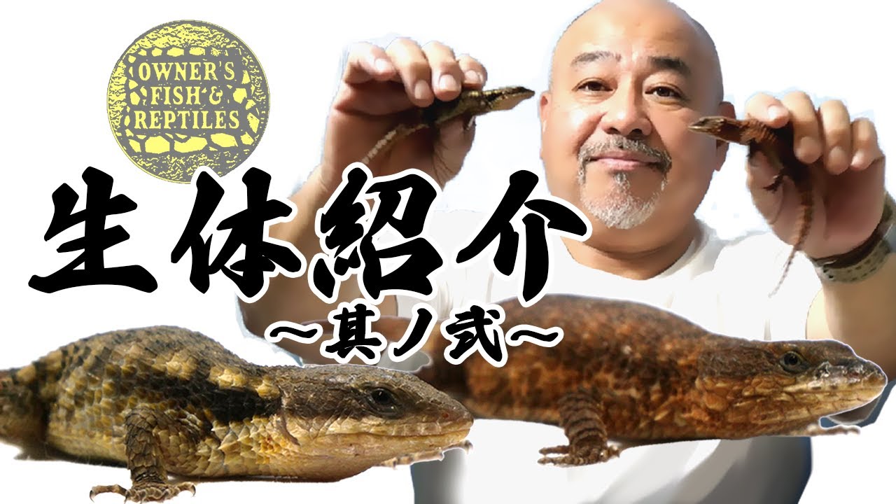 【生体紹介】トロピクスヨロイトカゲ【激レア】