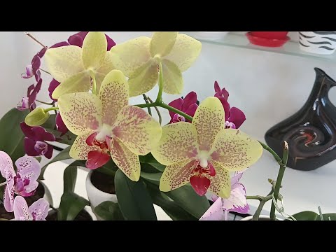 Vídeo: Orquídies grogues, símbol de què? Ram d'orquídies grogues