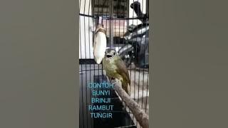 Masteran Binji Rambut Tungir (Suara Asli)