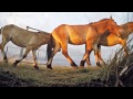 Working in Russia to reintroduce the Przewalski’s horse and save steppes