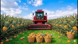 The Industrial Golden Pineapple Cultivation Process from Seedling to Harvest and Packaging