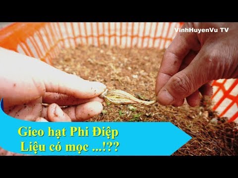 Gieo hạt Phi Điệp tím | Foci