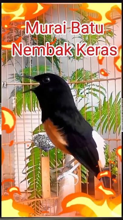 Tembakan Keras dan rapat #muraigacor #murai #burung