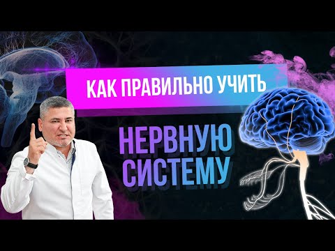 Анатомия. Как правильно учить Нервную систему