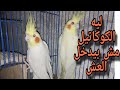 اسباب وعلاج عدم دخول الكوكتيل العش الكروان 